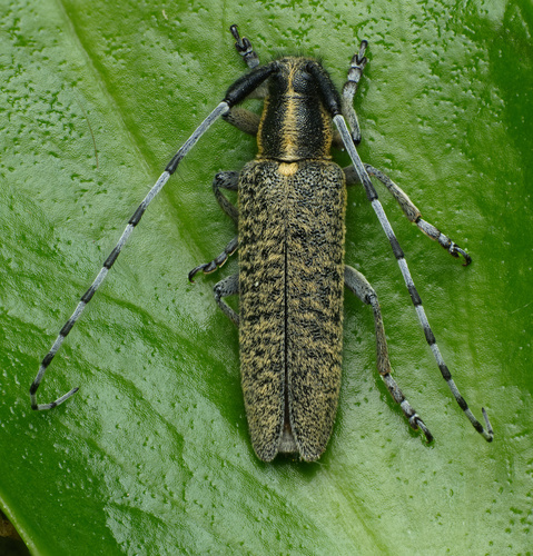 Golden-bloomed Longhorn Beetle