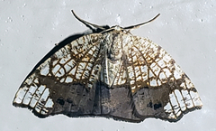 Nematocampa