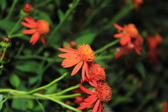 Pseudogynoxys chenopodioides