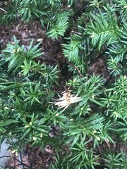 Pestalotiopsis funerea