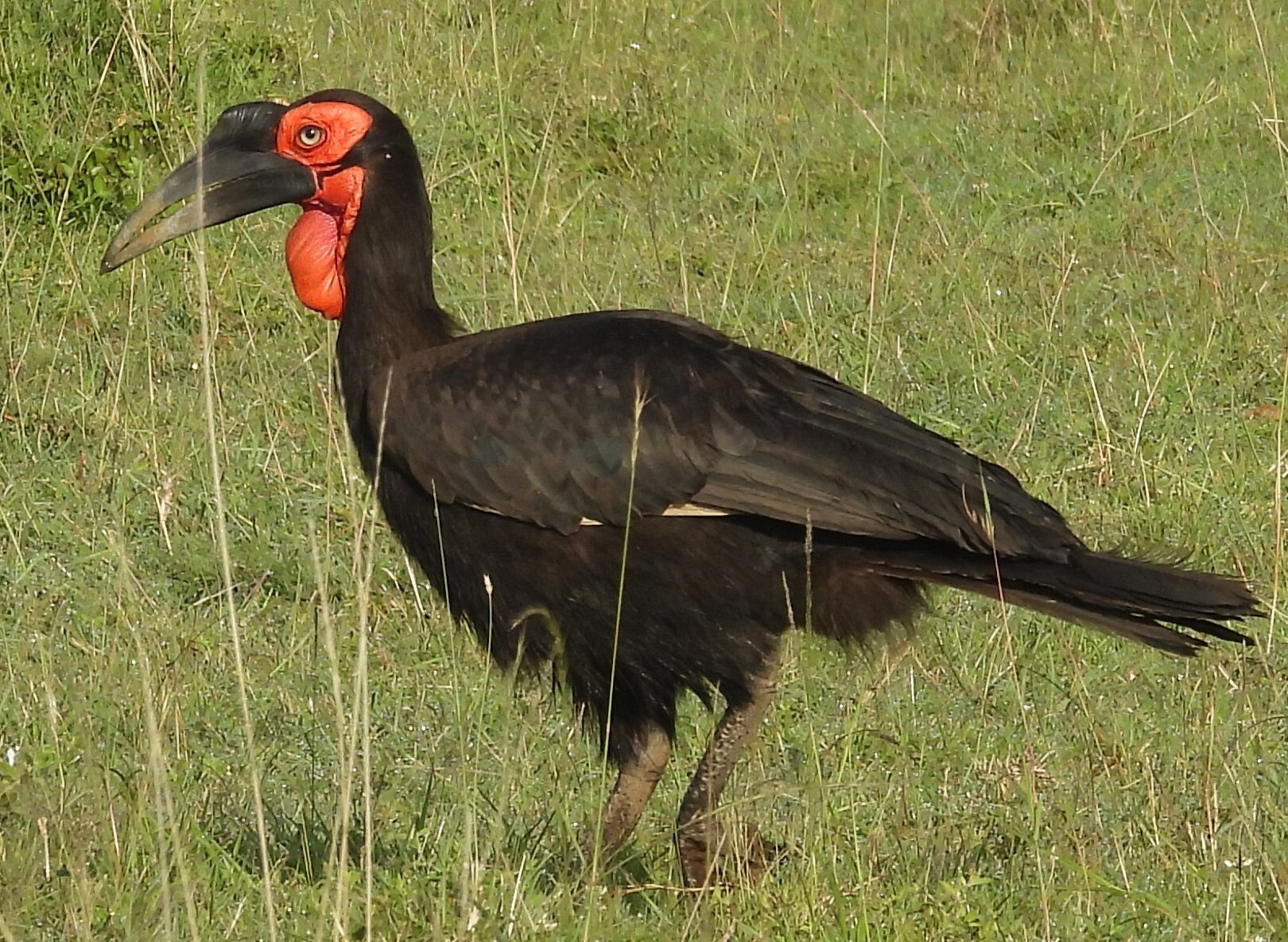Southern Ground Hornbill (Bucorvus leadbeateri), photo 6
