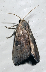 Galgula