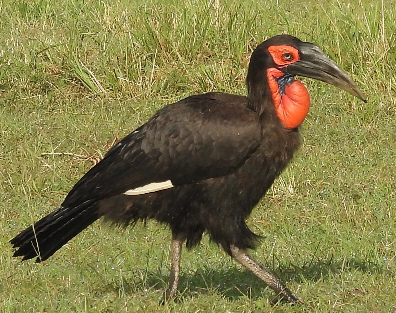 Southern Ground Hornbill (Bucorvus leadbeateri), photo 7