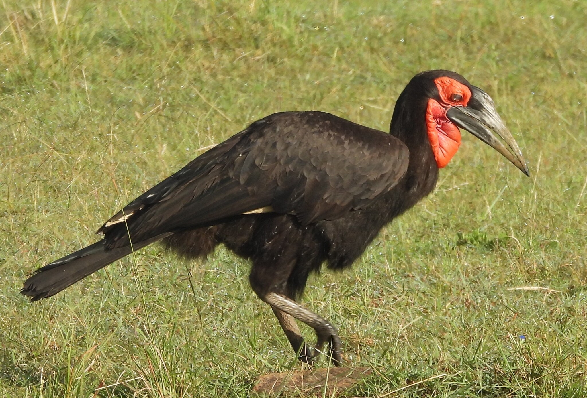 Southern Ground Hornbill (Bucorvus leadbeateri), photo 8