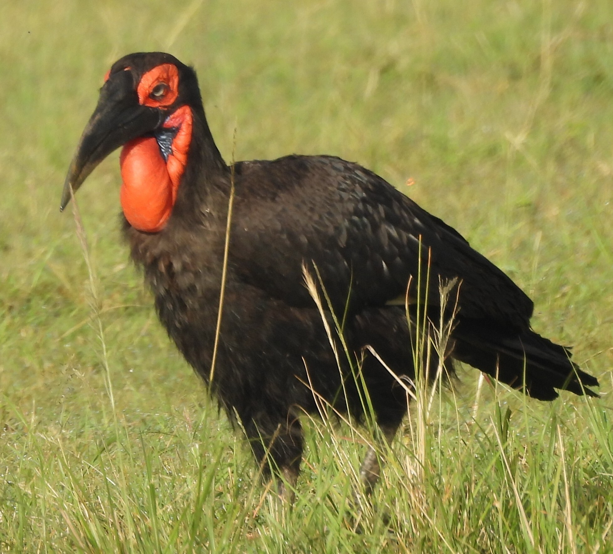 Southern Ground Hornbill (Bucorvus leadbeateri), photo 9