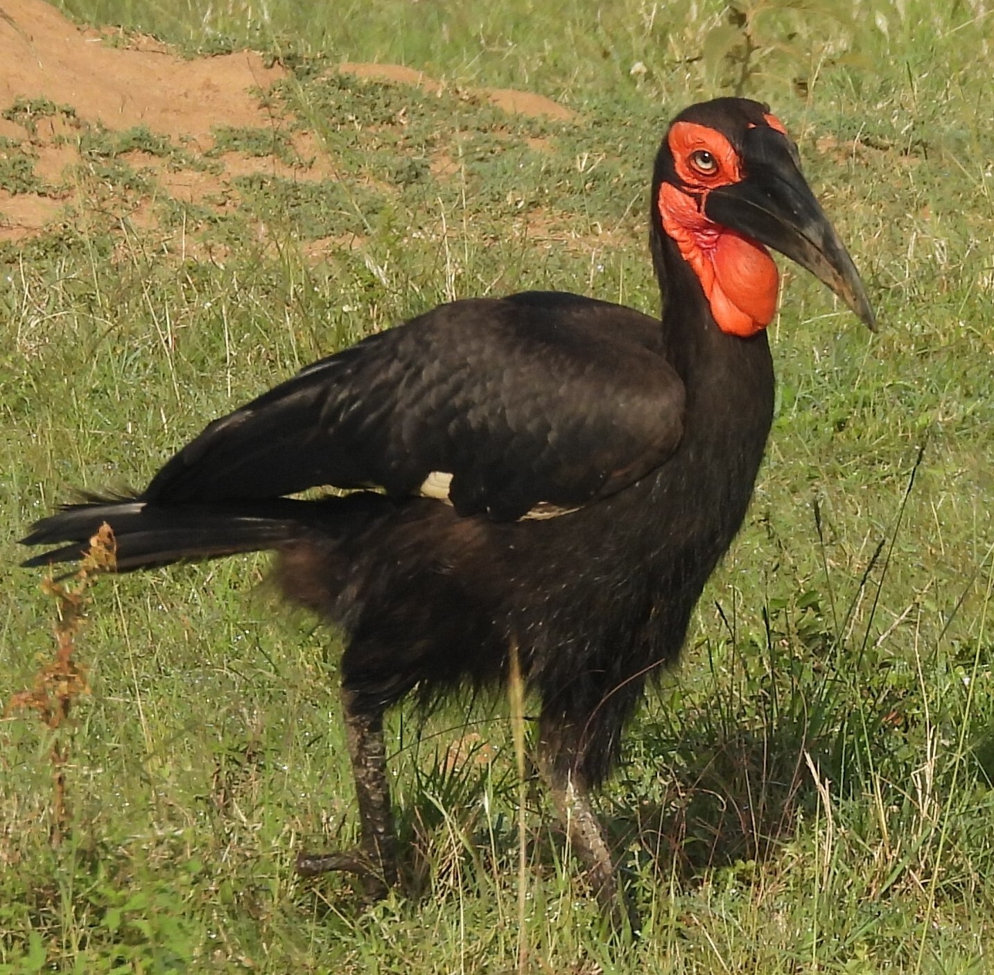Southern Ground Hornbill (Bucorvus leadbeateri), photo 10
