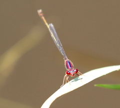 Enallagma dubium