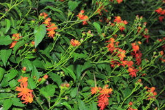 Pseudogynoxys chenopodioides