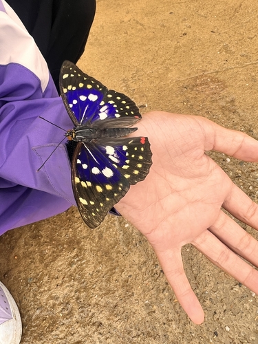 Great Purple Emperor