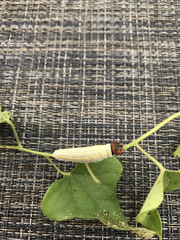 Chioides