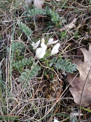 Astragalus rupifragus