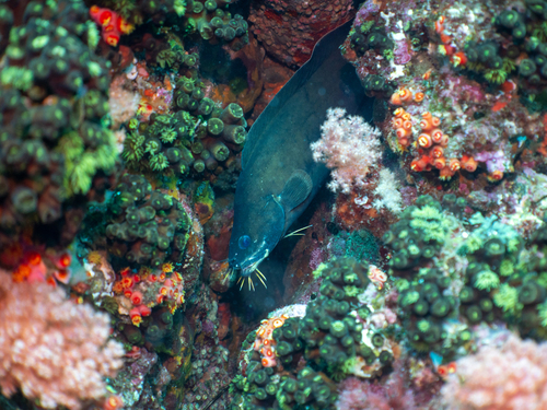 Brotula multibarbata observed 2026-06-21