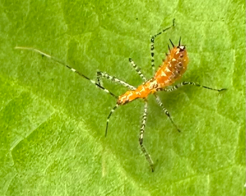Leafhopper Assassin Bug