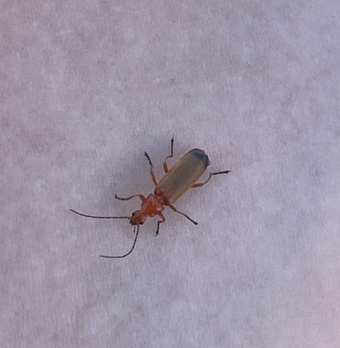 Common Red Soldier Beetle