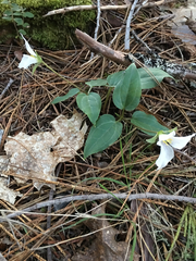 Pseudotrillium rivale