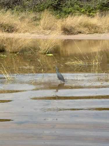 iNaturalist image