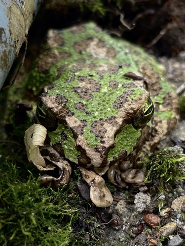 Omei Treefrog