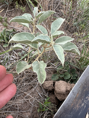 Leatherweed