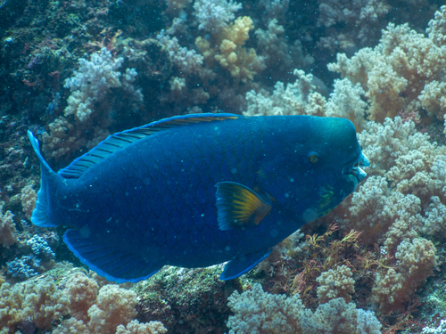 Knobsnout parrotfish (Scarus ovifrons) — Scaridae