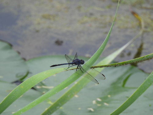 Black Setwing photo 6