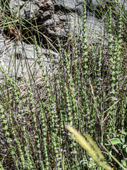 (c) rainerburkard, some rights reserved (CC BY) Micromeria juliana, photograph (c) rainerburkard, some rights reserved (CC BY)