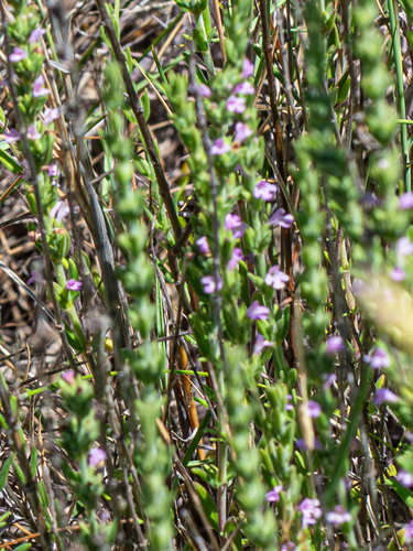 Micromeria juliana, photograph 3