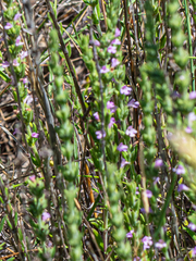 (c) rainerburkard, some rights reserved (CC BY) Micromeria juliana, photograph (c) rainerburkard, some rights reserved (CC BY)