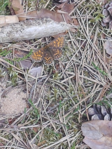 Heath Fritillary