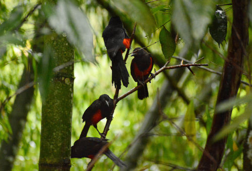 Red-bellied Grackle (Hypopyrrhus pyrohypogaster), photo 3