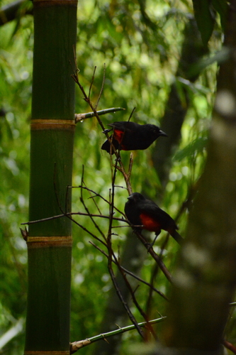 Red-bellied Grackle (Hypopyrrhus pyrohypogaster), photo 7