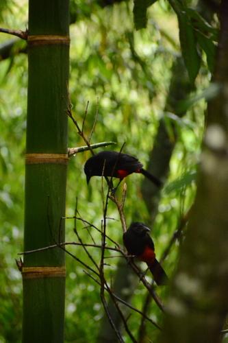 Red-bellied Grackle (Hypopyrrhus pyrohypogaster), photo 4
