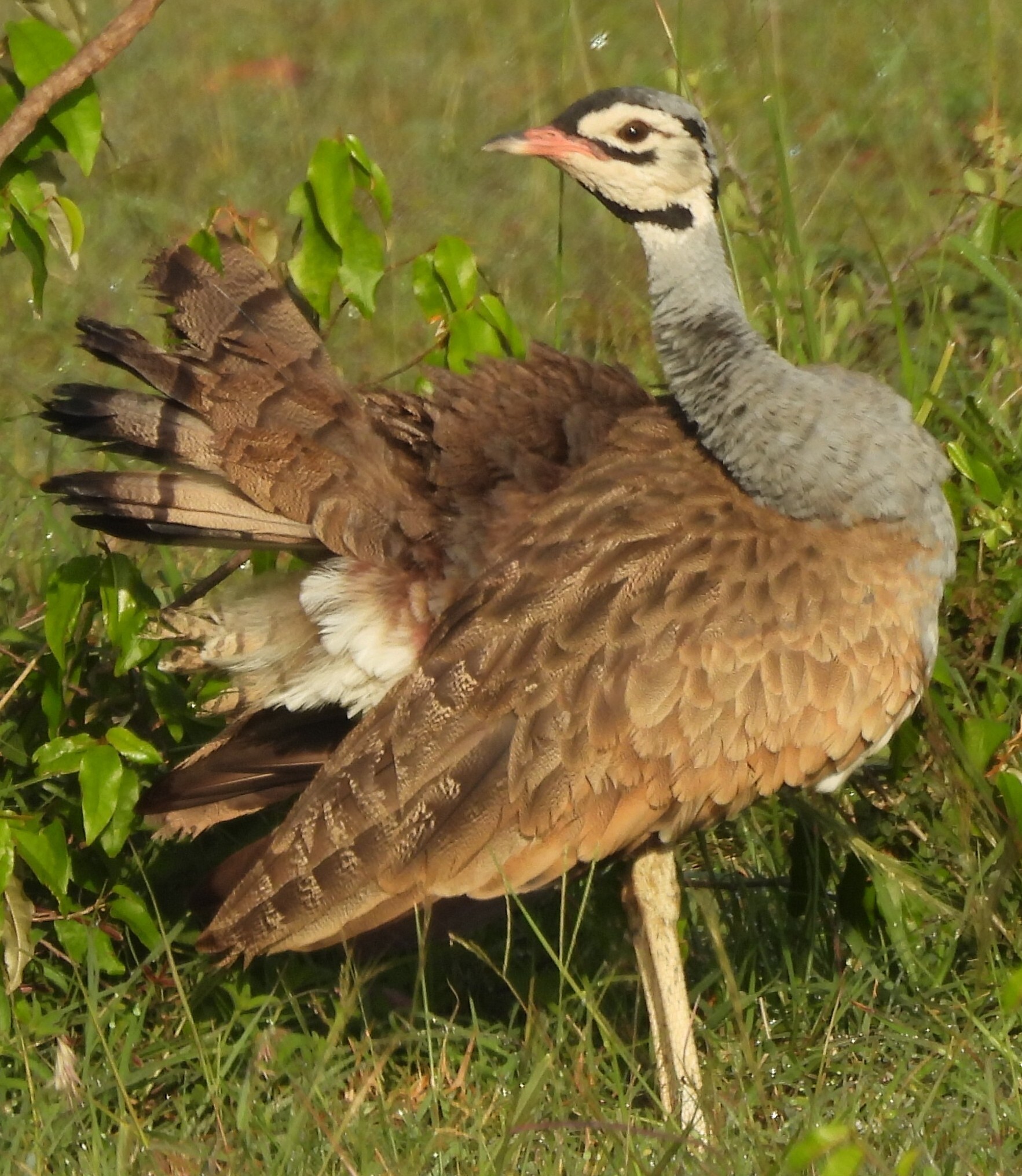White-bellied Bustard (Eupodotis senegalensis), photo 1