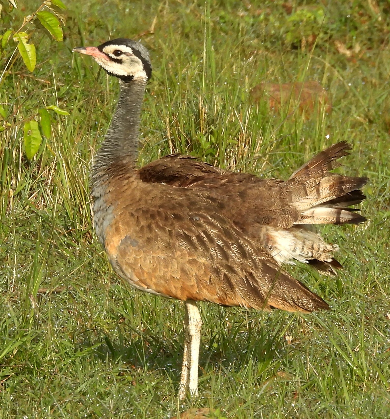 White-bellied Bustard (Eupodotis senegalensis), photo 3