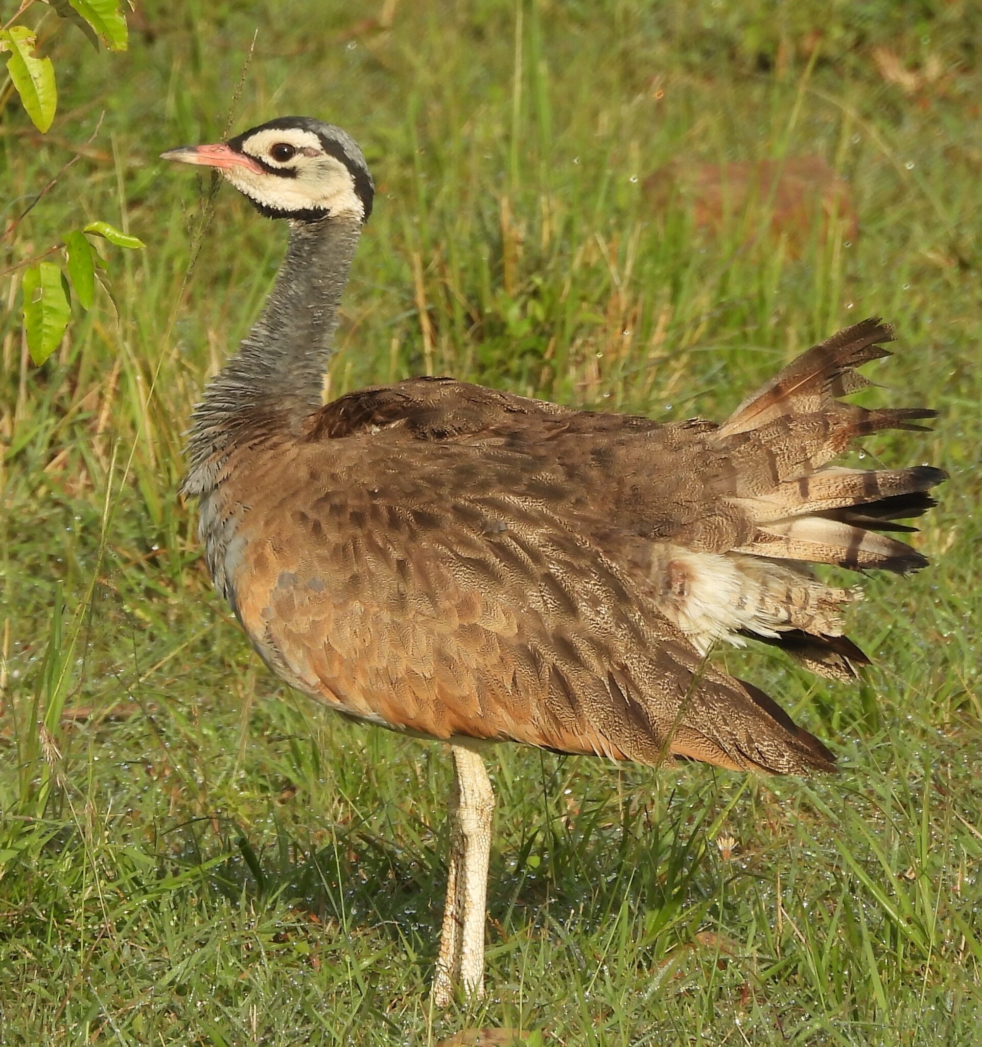 White-bellied Bustard (Eupodotis senegalensis), photo 2