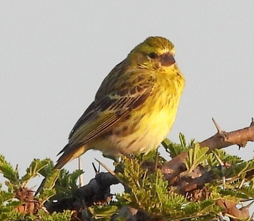 White-bellied Canary (Crithagra dorsostriata), photo 6