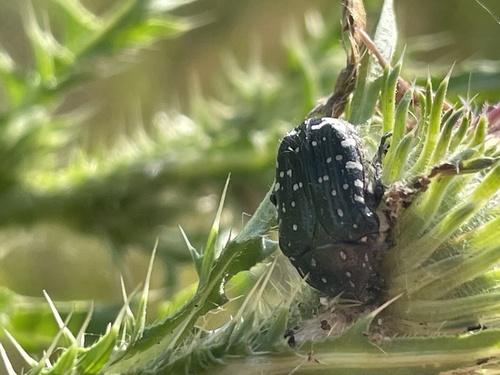 Mediterranean Spotted Chafer
