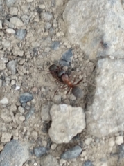 Camponotus vicinus