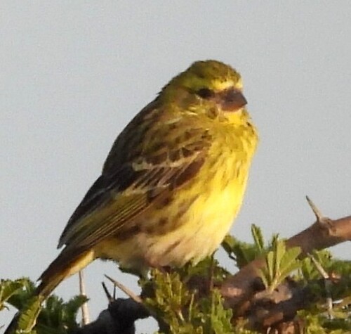 White-bellied Canary (Crithagra dorsostriata), photo 2