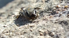 Osmia latreillei