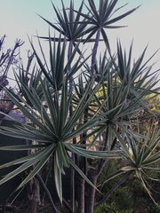Dracaena reflexa angustifolia