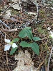 Pseudotrillium rivale