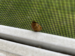 Harmonia axyridis