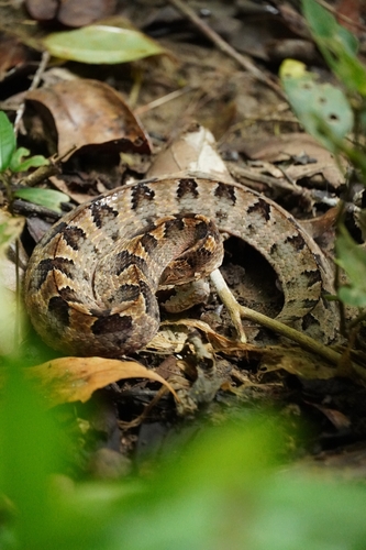 Calloselasma rhodostoma