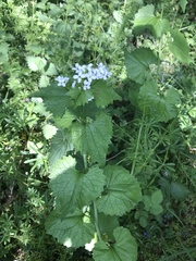 Alliaria petiolata