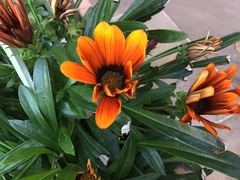 Gazania × splendens