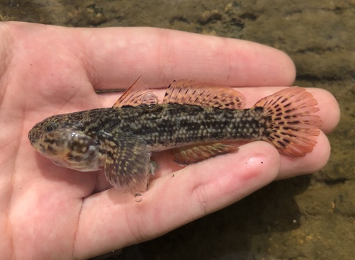 Frillfin goby (Bathygobius soporator) — Gobiidae — 2