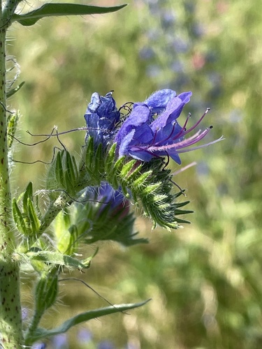 viper's-bugloss