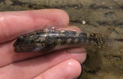 Bathygobius soporator