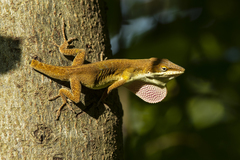 Anolis carolinensis