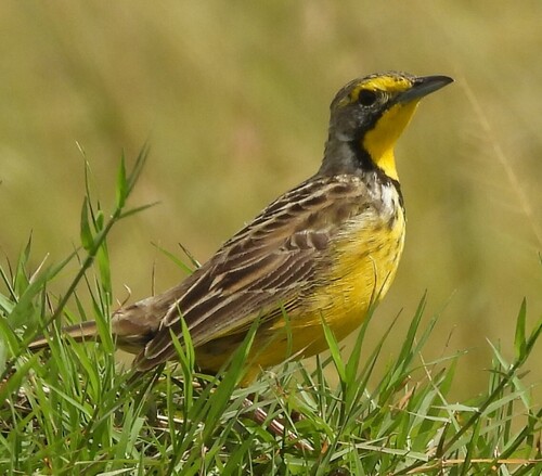 Yellow-throated Longclaw (Macronyx croceus), photo 5